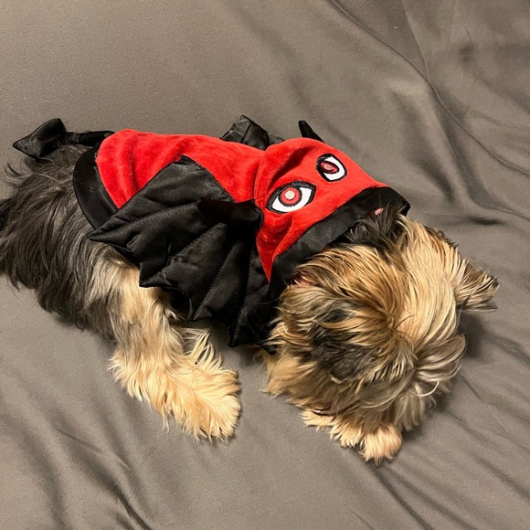 Martha Stewart Red Devil Pet Costume - Picture 5 of 9